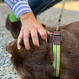 Collare per cane taglia Small Cod 431