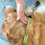 Collare per cane taglia Small Cod 431